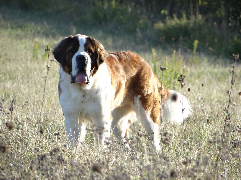Hortense ange aux papillons